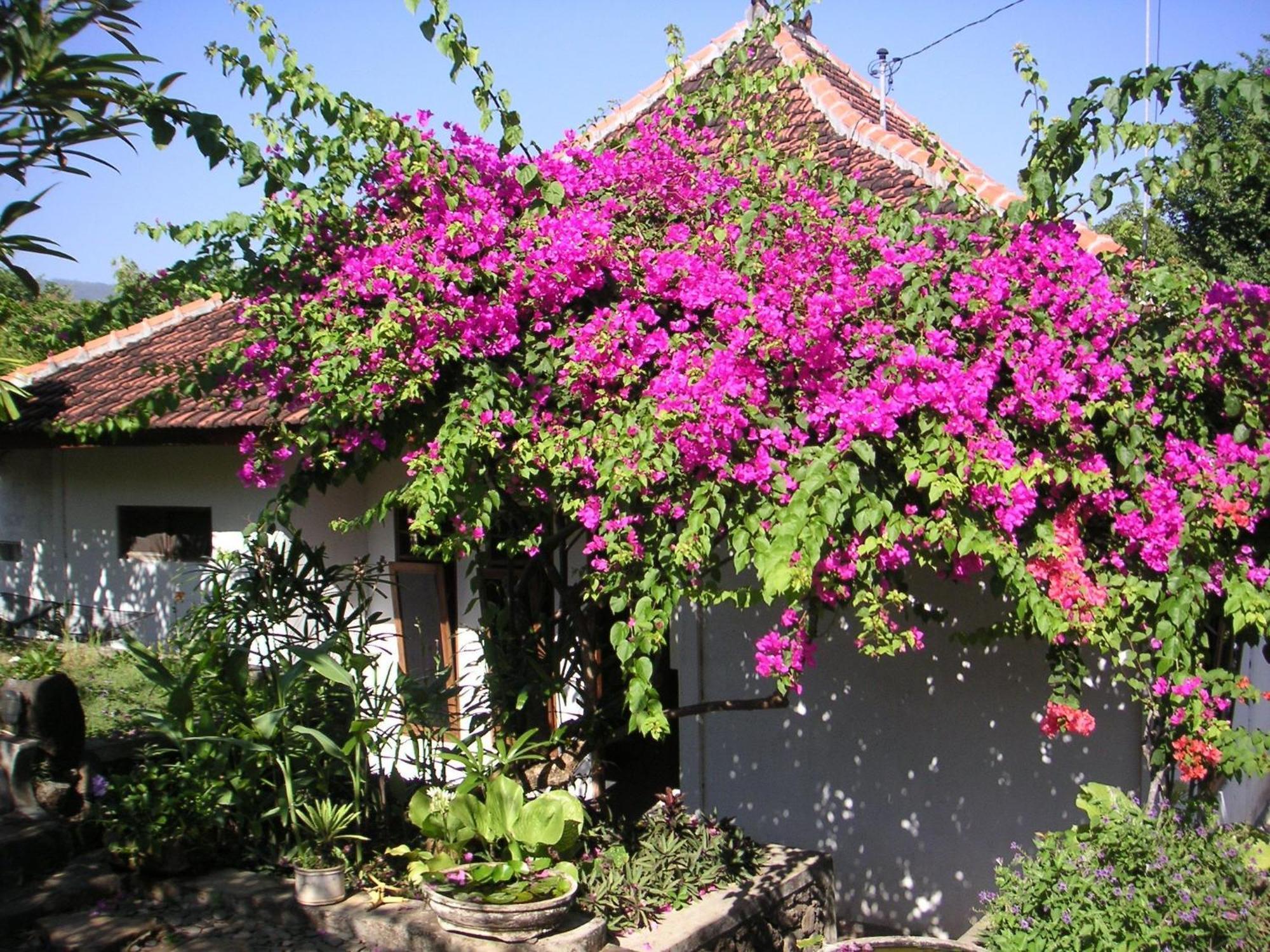 Sananda Bungalow โลวินา ภายนอก รูปภาพ